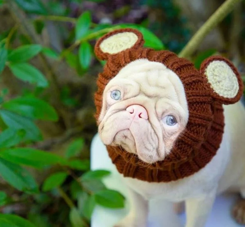 Pug con abrigo con orejas