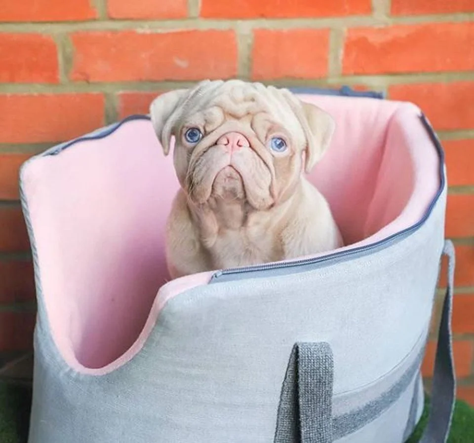 Pug sobre mueble rosado