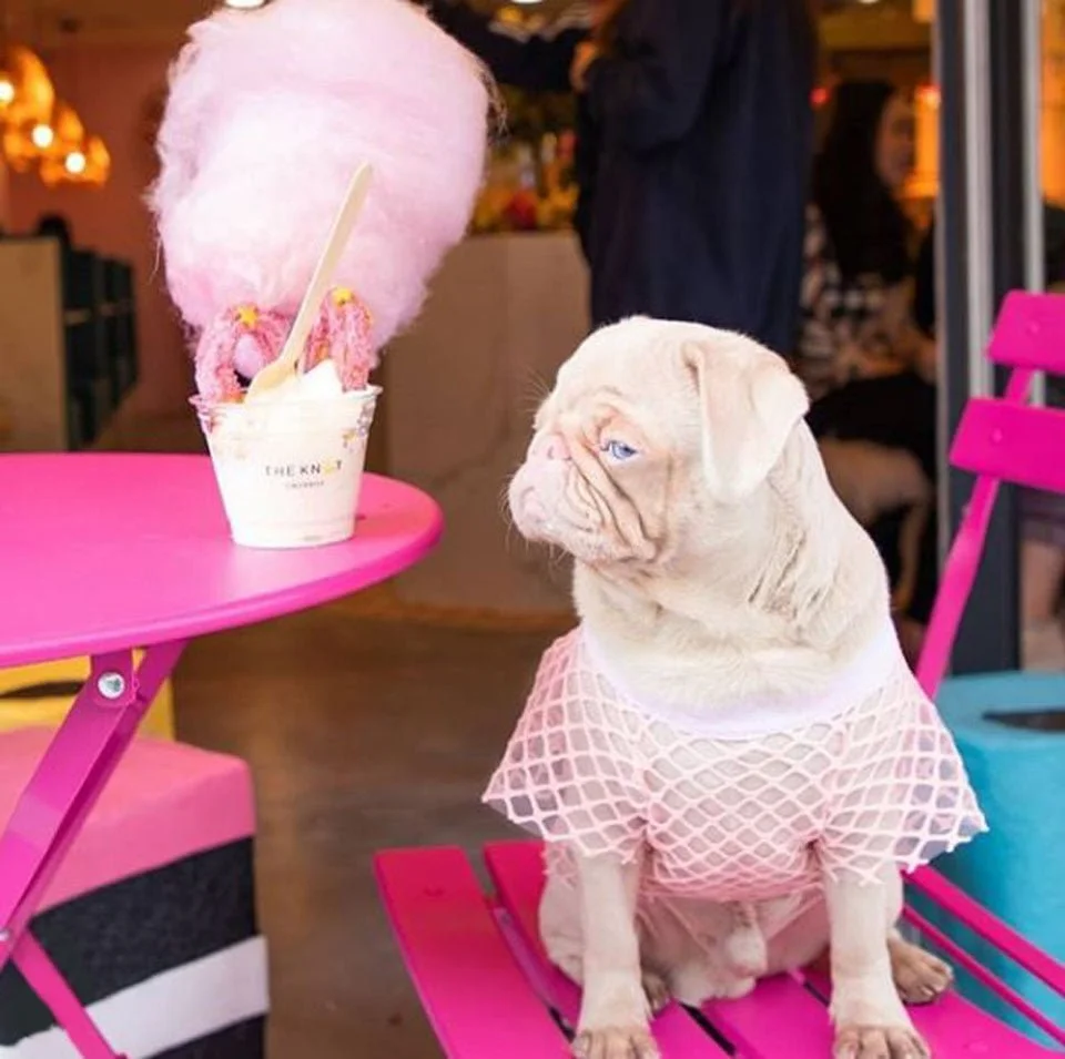 Pug y algodón de azúcar