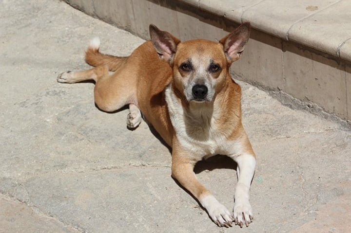 Rey de Bután pide a los ciudadanos que adopten animales y planten árboles para su cumpleaños 7 Rey pide adoptar perritos
