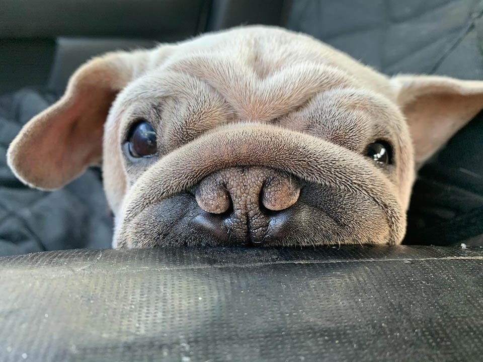 Este cachorro fue rescatado de un matadero y se parece al bebé Yoda 14 Rostro de perrito que fue rescatado