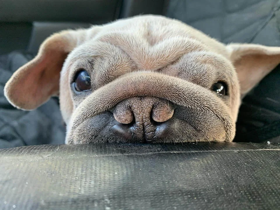 Rostro de perrito que fue rescatado