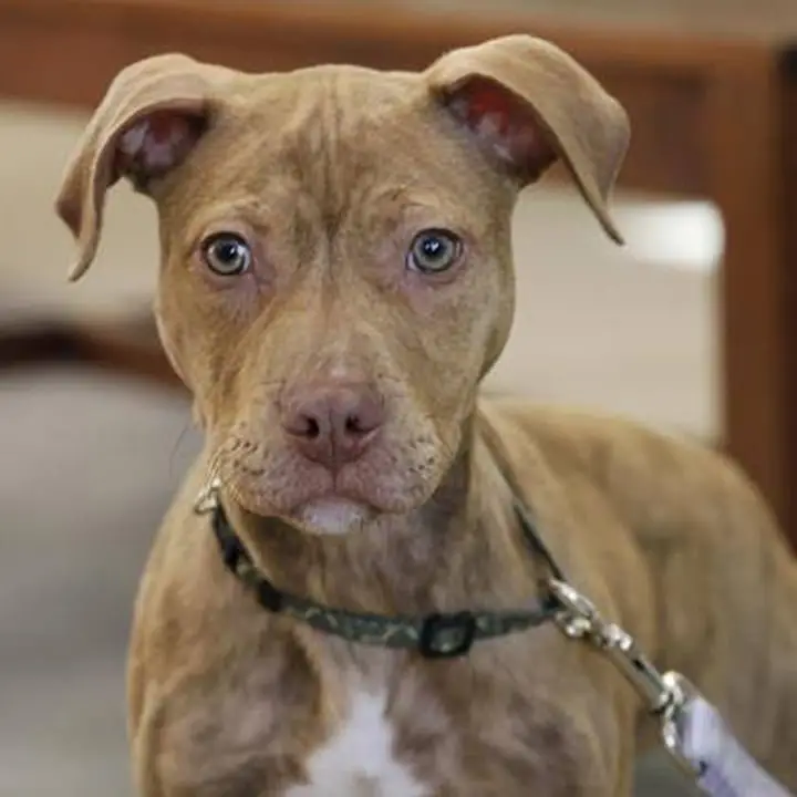 Perro sin hogar hace su cama a diario con la esperanza de que lo adopten 1 Rush perro sin hogar