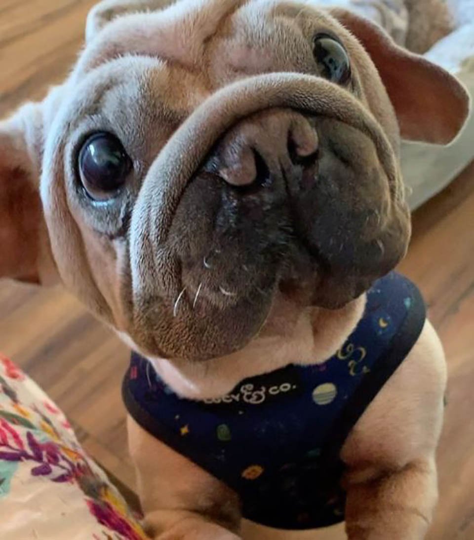 Este cachorro fue rescatado de un matadero y se parece al bebé Yoda 13 Tierno perrito se parece a personaje famoso