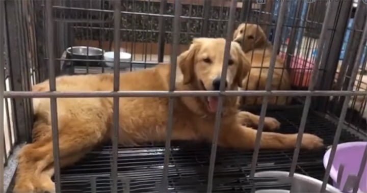 Vecina salvó a un perro alimentándolo por la ventana luego de que lo dejaran abandonado 5 Vecina ayudó a perro abandonado