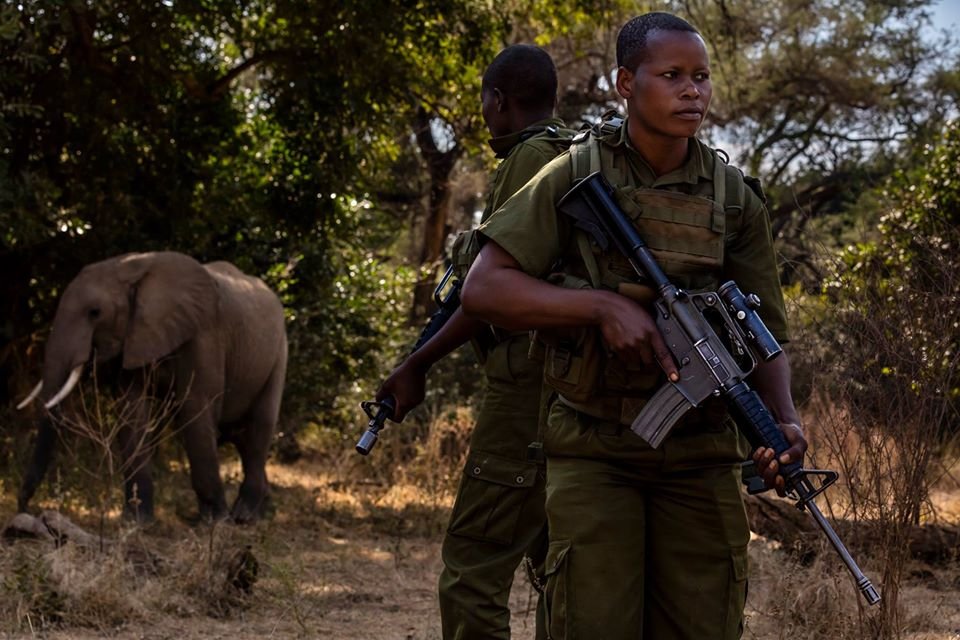 Valientes mujeres luchan contra la caza furtiva de elefantes en África 6 Valientes mujeres protegen elefantes