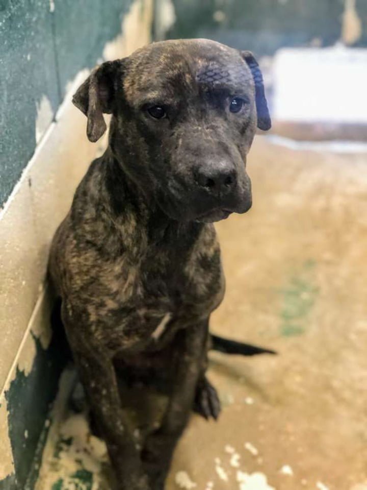 Perro del refugio no puede creer que acaba de conseguir su primera cama 7 Cachorro en el refugio