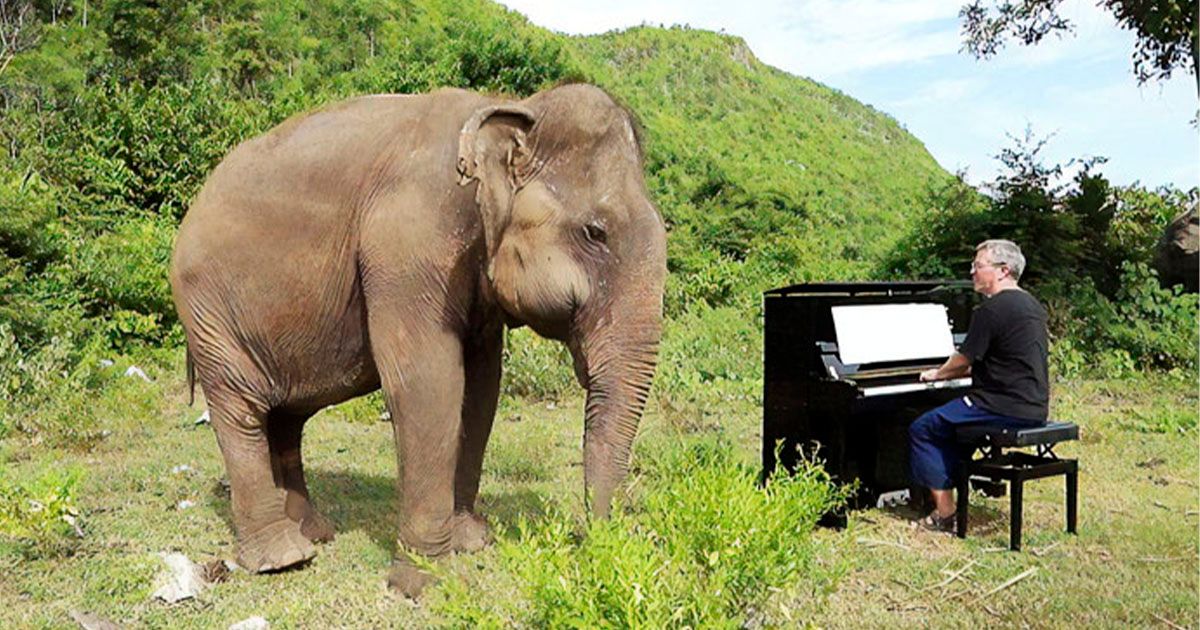 Elefante ciego y pianista en santuario