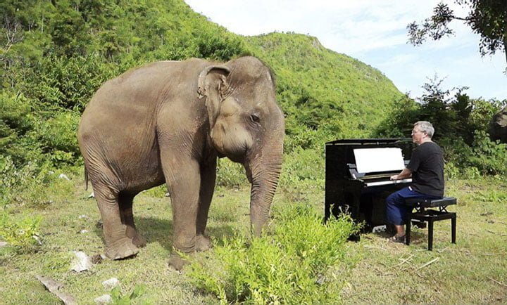 Elefante ciega comienza a bailar cuando escucha al pianista tocar para consolarla 3 elefante ciego escucha el piano