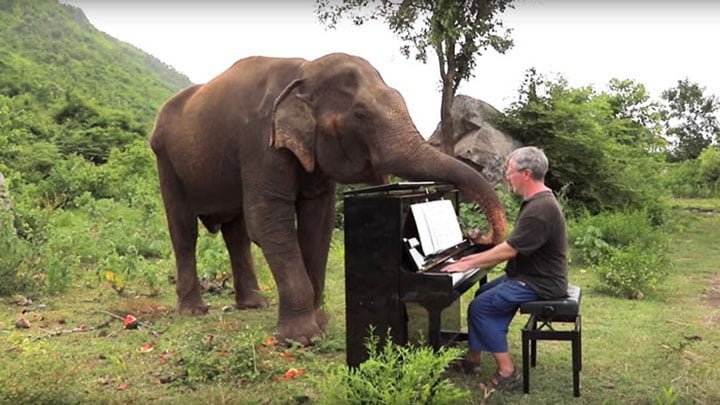 Elefante ciega comienza a bailar cuando escucha al pianista tocar para consolarla 4 Elefante juega con pianista