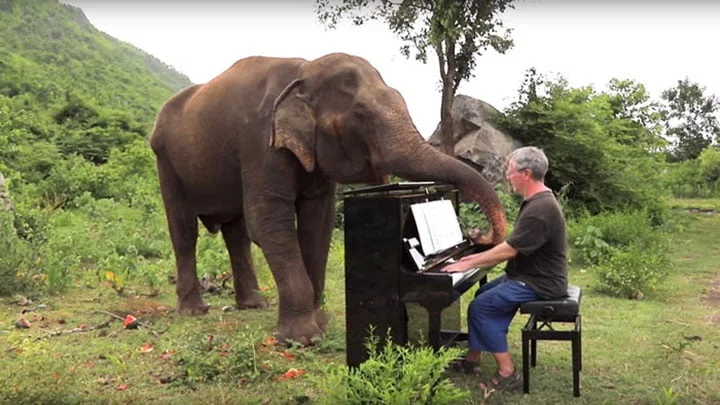 Elefante juega con pianista