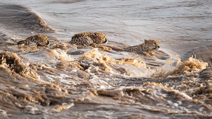 Fotógrafo captura el increíble momento en que una familia de guepardos cruza el río juntos 5 familia de gueopardos cruzan el rió