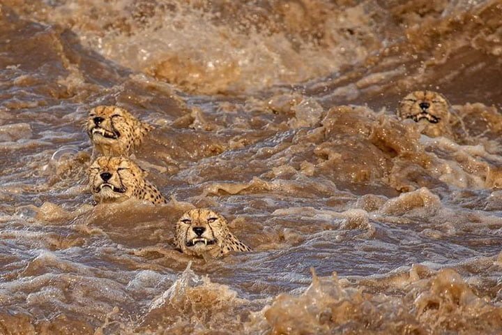 Fotógrafo captura el increíble momento en que una familia de guepardos cruza el río juntos 4 familia de gueopardos cruzando el rió