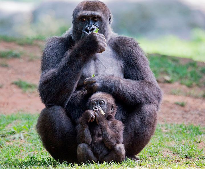 gorila y su bebé en la selva