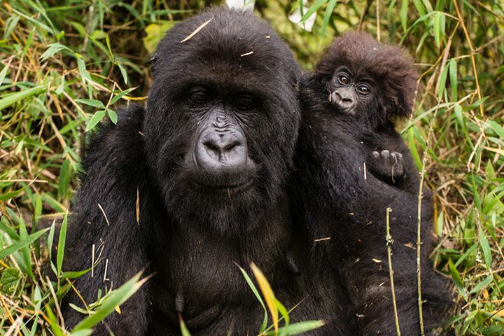 gorila y su pequeño a su espalda