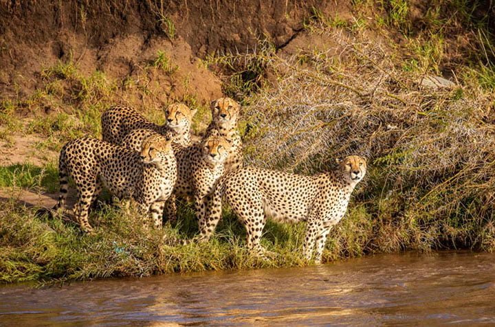 Fotógrafo captura el increíble momento en que una familia de guepardos cruza el río juntos 6 guepardos a punto de cruzar el rio