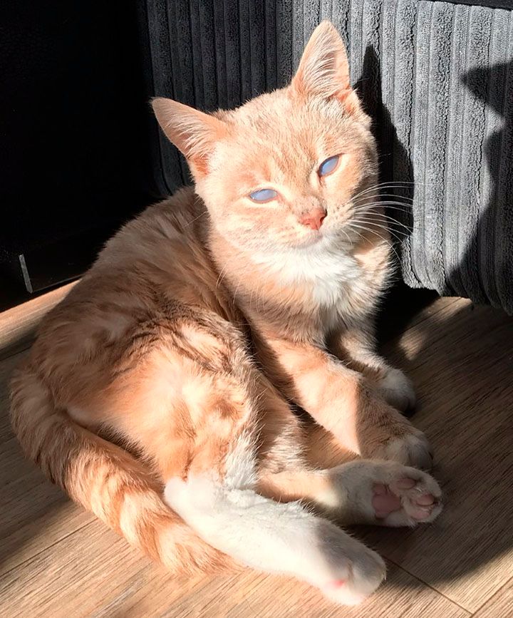 Munchi el gatito con enanismo tomando sol