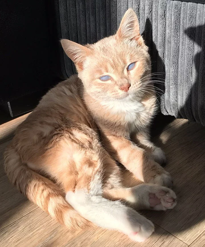 Gato con una forma 'rara' de enanismo se quedará como un gatito para siempre 3 Munchi el gatito con enanismo tomando sol