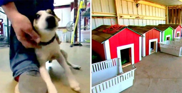 niños llevan casitas a perros sin hogar