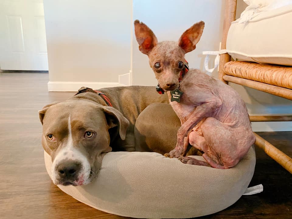 Perro que parecía una pequeña momia es tan bonito ahora 6 Perrita con su hermano adoptivo