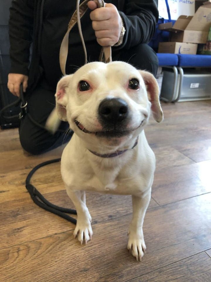 Perro con fabulosa sonrisa Perro con fabulosa sonrisa