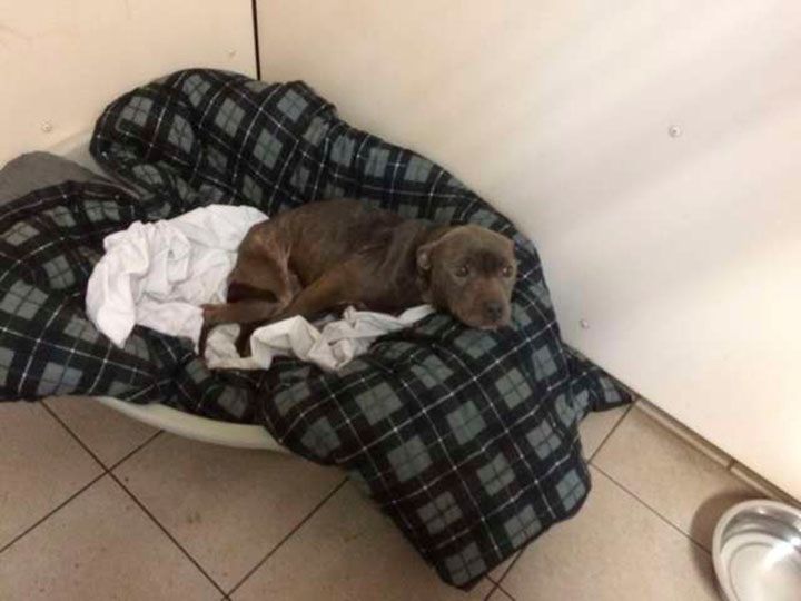 perro abandonado en una cama del refugio