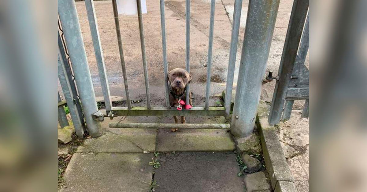 perro atado fuera de un refugio espera ser encontrado