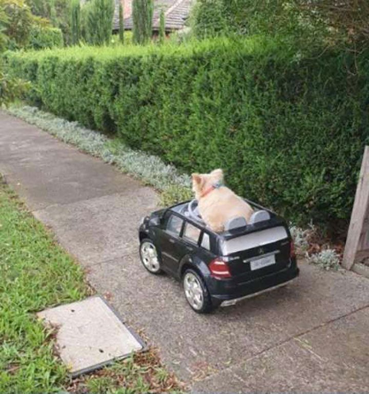 perro conduciendo pequeño automóvil