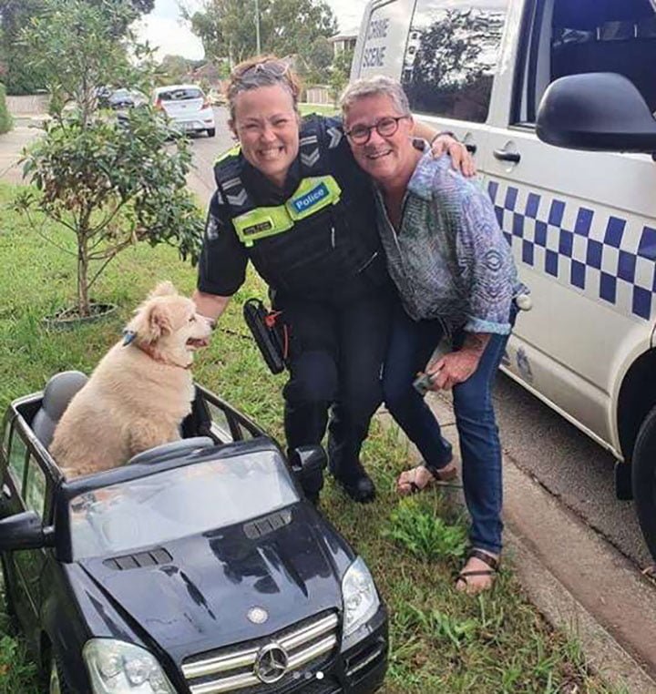 Perro conduciendo en un pequeño automóvil se topa con la policía 5 Perro conductor junto a policia y su dueño