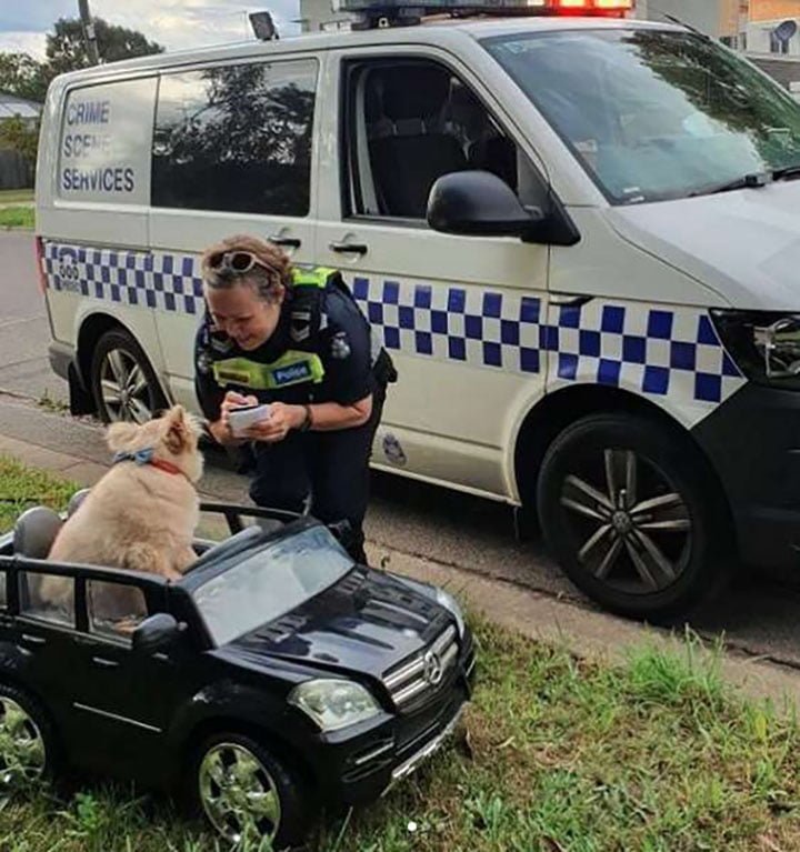 Perro conduciendo en un pequeño automóvil se topa con la policía 2 perro detenido manejando su auto