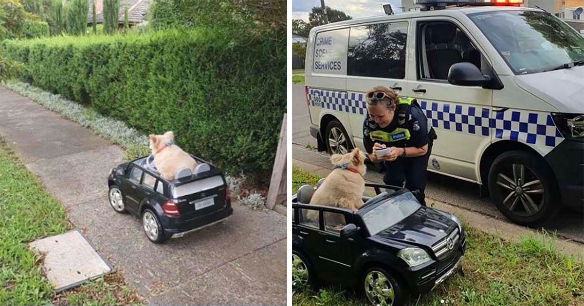 perro detenido por la policía conduciendo pequeño auto.