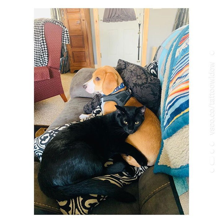 perro y gato juntos en el sofa perro y gato juntos en el sofa