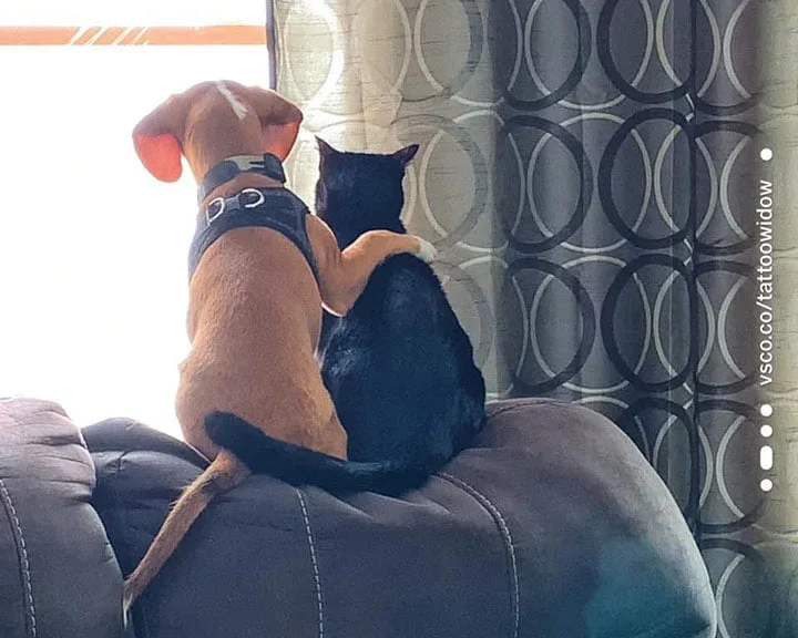 perro y gato se abrazan mientras ven las aves perro y gato se abrazan mientras ven las aves