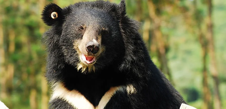 Oso en peligro a causa de la medicina tradicional
