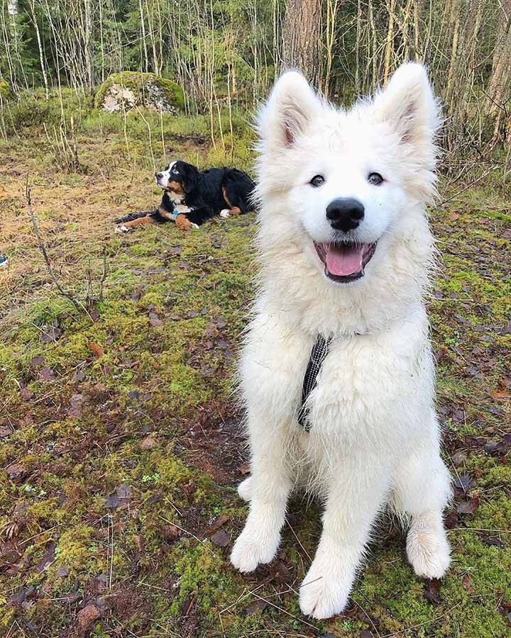 Perro samoyedo se transforma tras una caminata en el lodo 4 Samoyedo en el campo