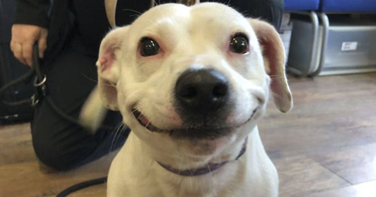 Perro encontró hogar gracias a su fabulosa sonrisa