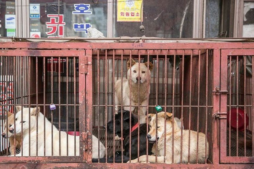 Animales de compañía para el consumo