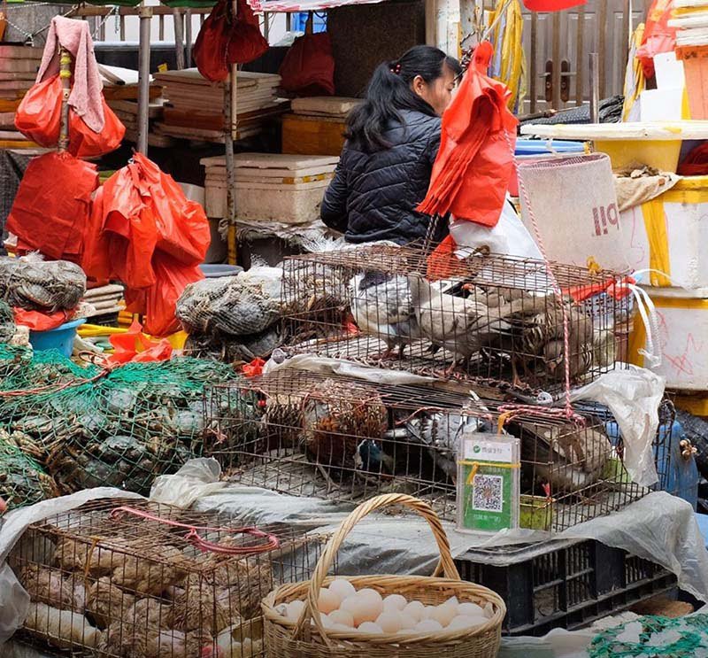 Mercado en Indonesia continúa vendiendo animales exóticos a pesar de la pandemia 1 Animales en Indonesia