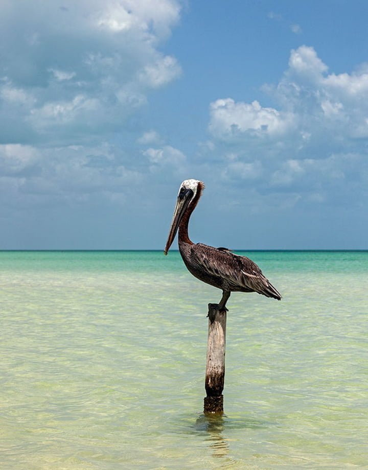 Debido a la ausencia de las personas por la cuarentena el reino animal regresa a esta isla 7 Animales regresan a Holbox