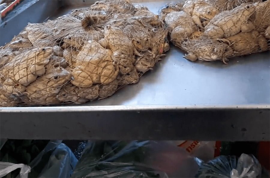 Mercado en Indonesia continúa vendiendo animales exóticos a pesar de la pandemia 4 Animales salvajes para la venta