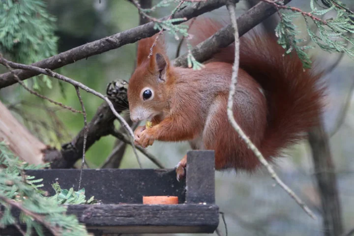 Ardilla roja en el parque