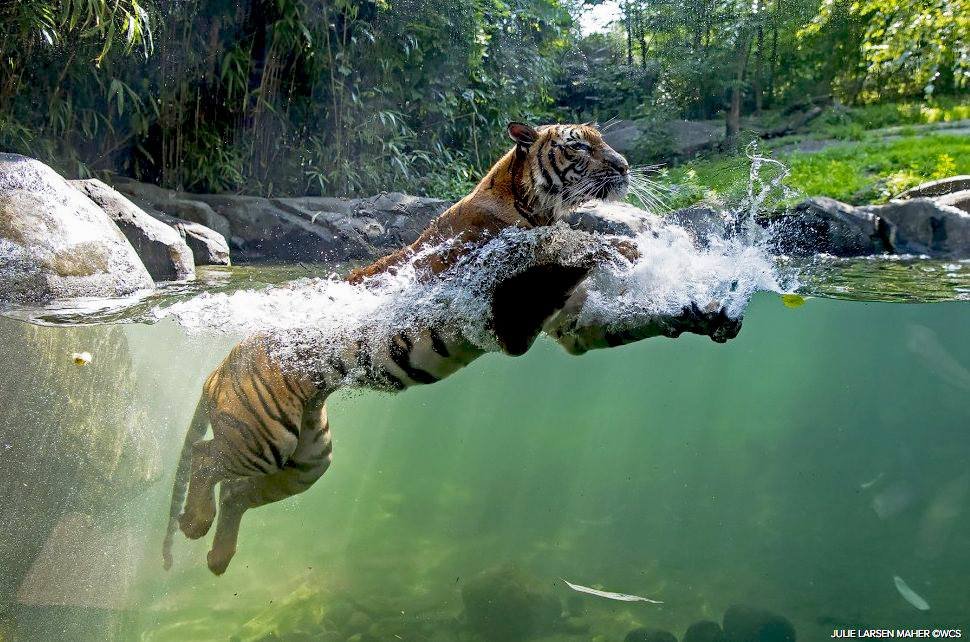 Tigre del Zoológico del Bronx da positivo para Covid-19, primer caso conocido en el mundo 2 Azul