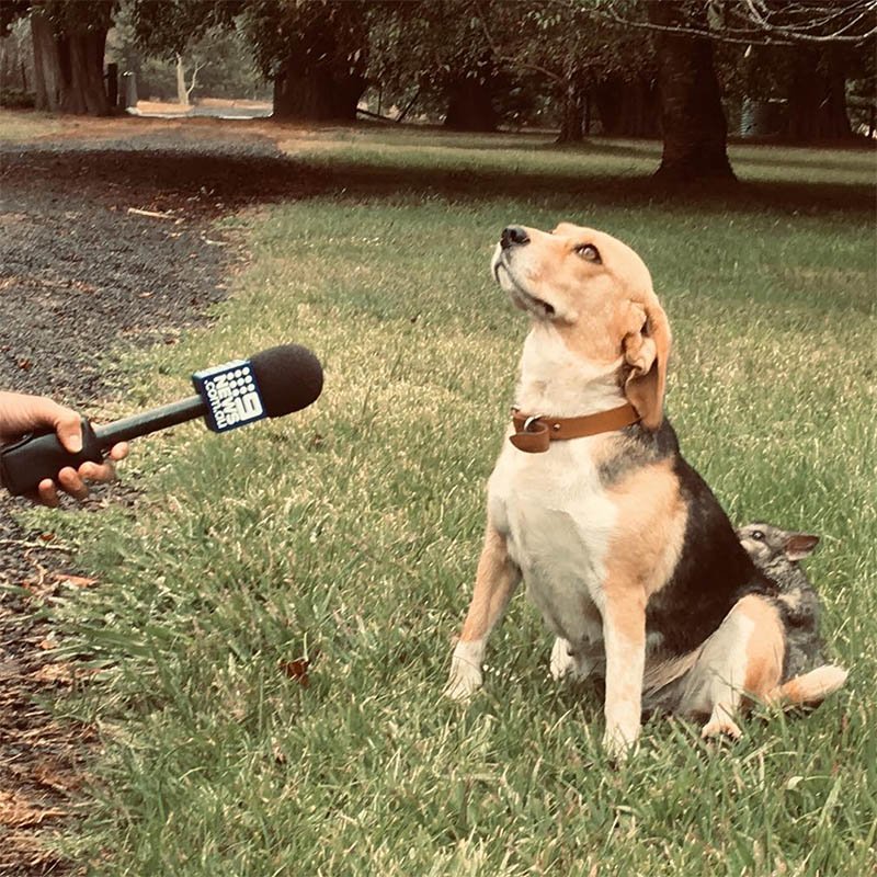 Beagle adopta a una zarigüeya bebé después de perder a su camada de cachorros 4 Beagle forma amistad con zarigüeya