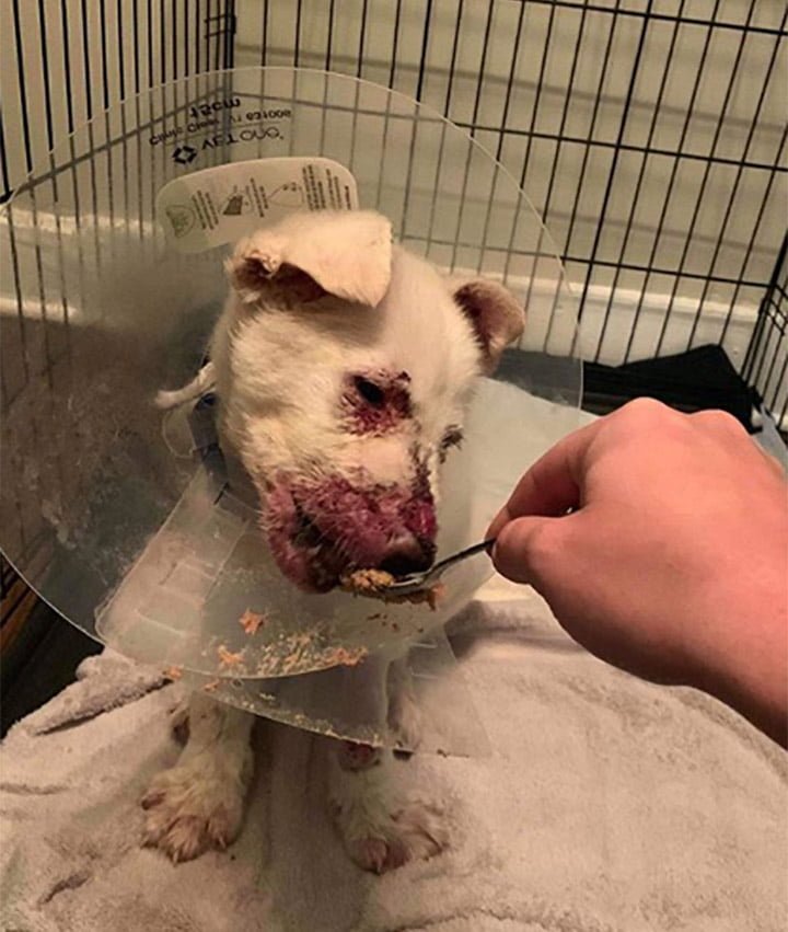 Cachorro se arrastró a través del sitio de construcción esperando a que alguien lo ayudara 8 Cachorro herido en el refugio
