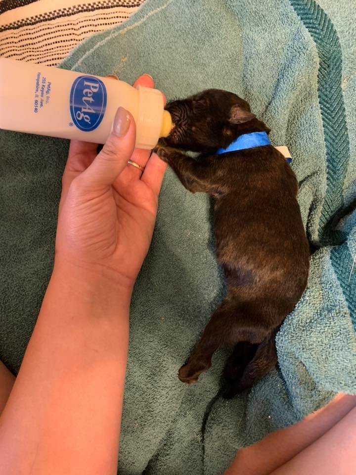 Corgi madre adopta cachorros pitbull abandados como propios 7 Cachorros adoptados por Sara