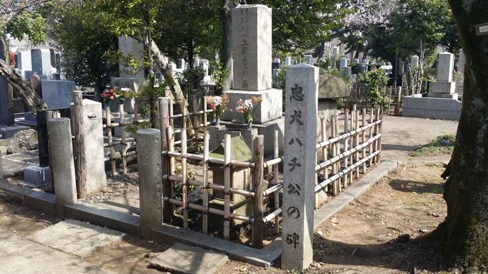 Hombre caminó por 3 días temiendo ser portador del Covid-19 y un perro leal lo acompañó 10 Cementerio de perro leal