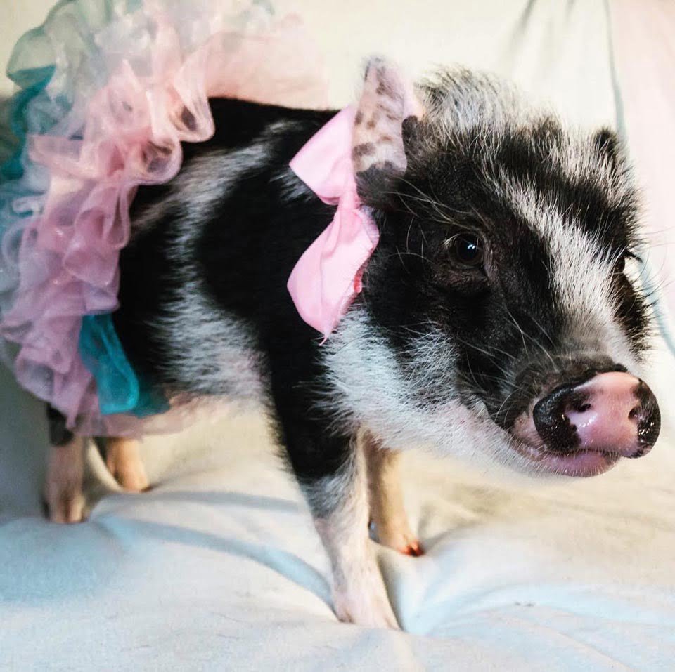 Cerdo de terapia con un gran corazón es toda una sensación en las redes sociales 20 Cerdita con accesorios rosa