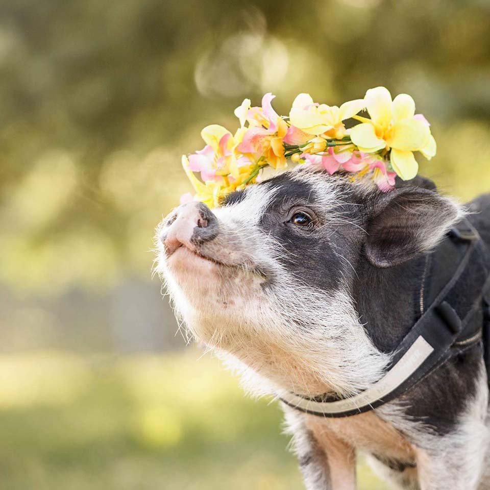 Cerdo de terapia con un gran corazón es toda una sensación en las redes sociales 18 Cerdita con flores en la cabeza