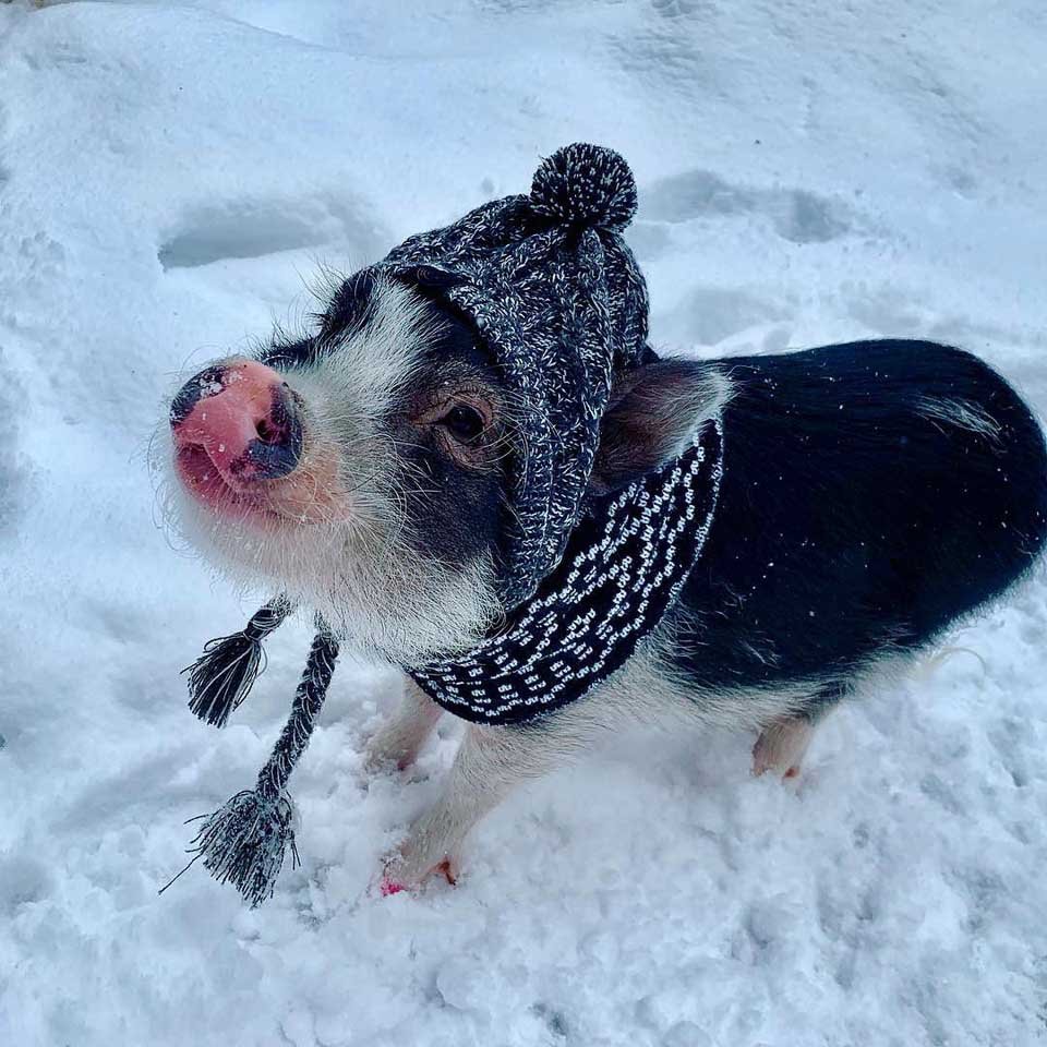 Cerdo de terapia con un gran corazón es toda una sensación en las redes sociales 19 Cerdita en la nieve