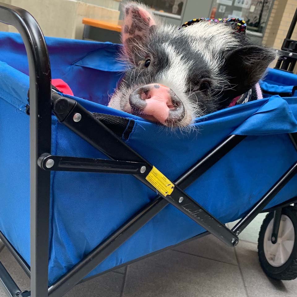 Cerdo de terapia con un gran corazón es toda una sensación en las redes sociales 17 Cerdita en un carrito azul